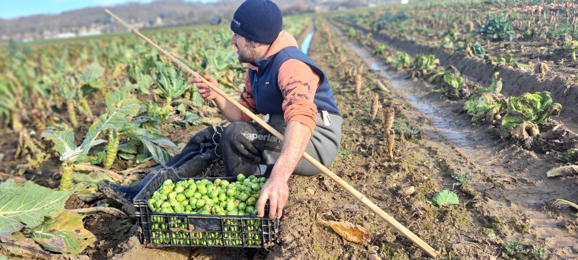 Yannick Raphanel récoltant des choux de Bruxelles dans son champ en hiver