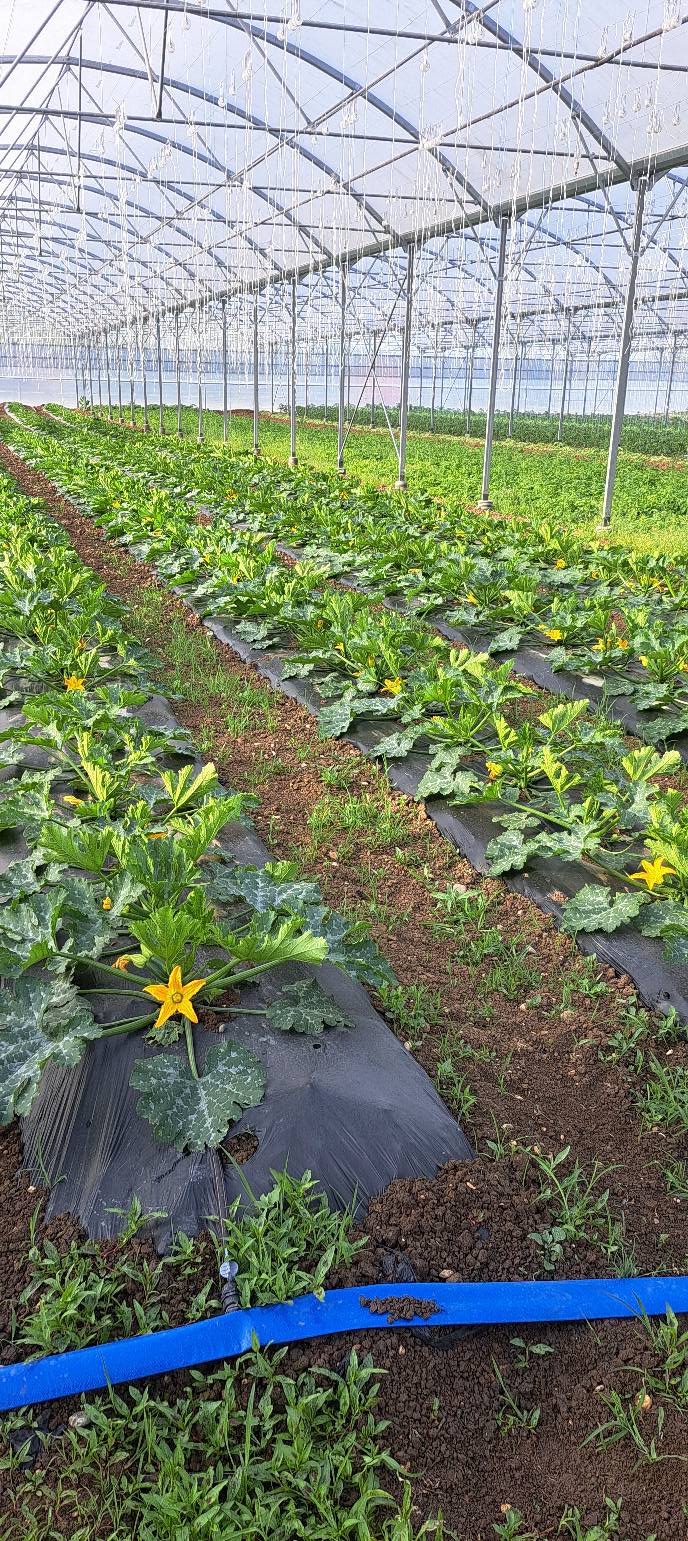 Courgettes en fleurs sous serre chez Yannick Raphanel